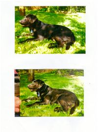 Acryl Hundeportrait, Labrador, Wiese, Ani(Mal)-Art