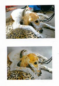 Acryl Hundeportrait, Windhund, Ani(Mal)-Art