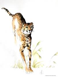 Aquarell, Gepard im Sprung, frontal, Ani(Mal)-Art