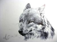 Kugelschreiberzeichnung, Wolfsbild