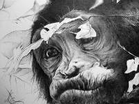 Kugelschreiberzeichnung, Affe, Schimpanse